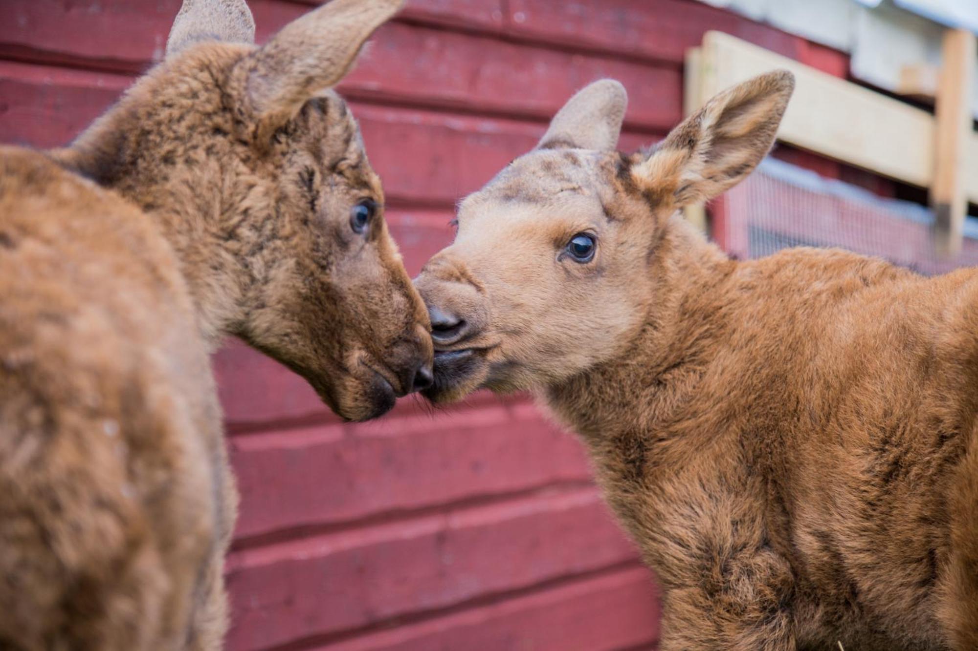 Willa Moose Garden Orrviken Zewnętrze zdjęcie