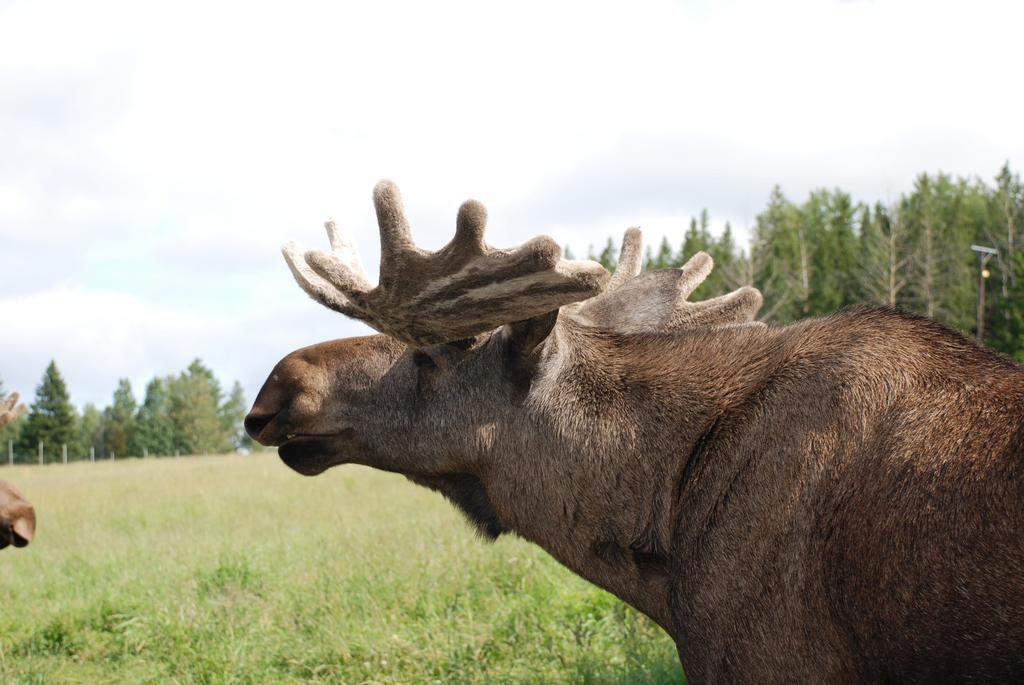 Willa Moose Garden Orrviken Zewnętrze zdjęcie