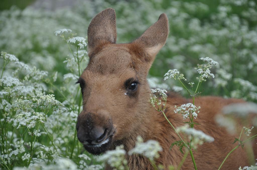 Willa Moose Garden Orrviken Zewnętrze zdjęcie