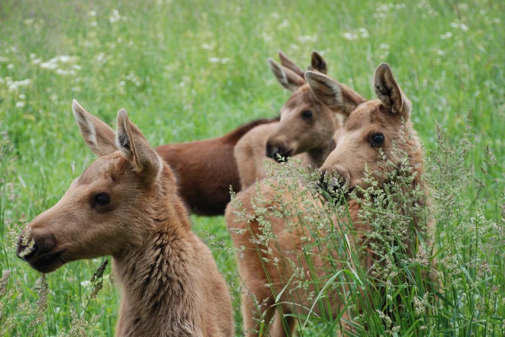 Willa Moose Garden Orrviken Zewnętrze zdjęcie