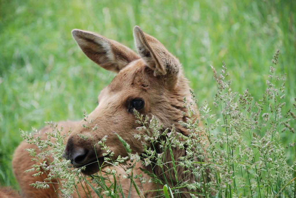 Willa Moose Garden Orrviken Zewnętrze zdjęcie