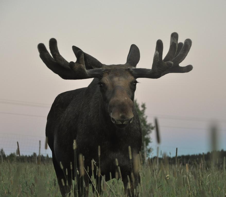 Willa Moose Garden Orrviken Zewnętrze zdjęcie