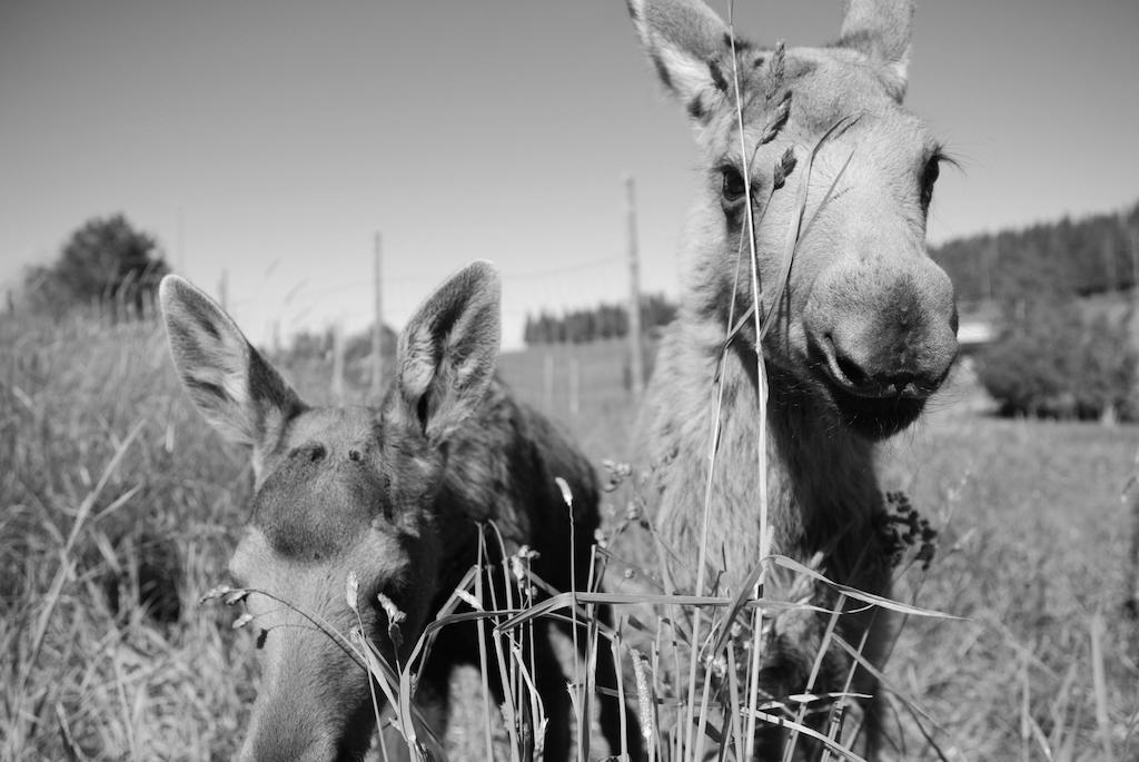 Willa Moose Garden Orrviken Zewnętrze zdjęcie