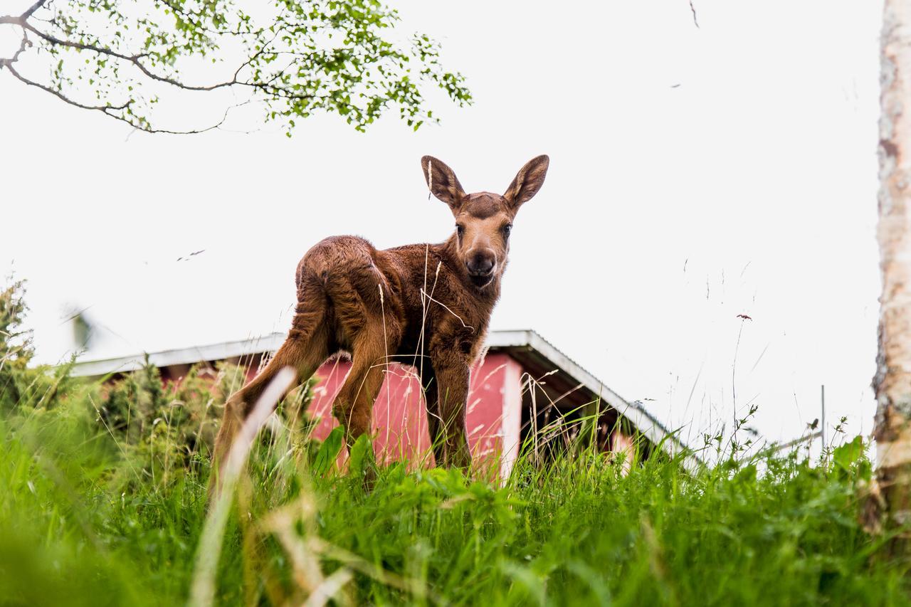Willa Moose Garden Orrviken Zewnętrze zdjęcie